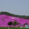 芝桜