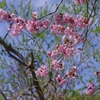 春が来た　－５