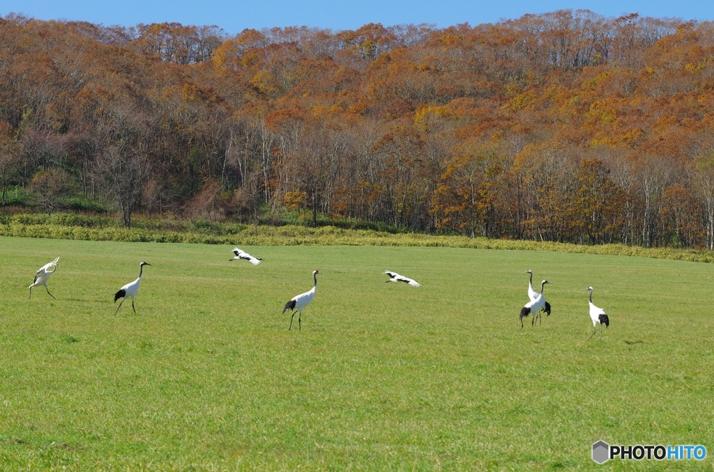 鶴居村の秋　－３