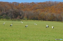 鶴居村の秋　－３