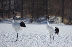 鶴居村の日中　－２