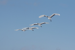 冬の空