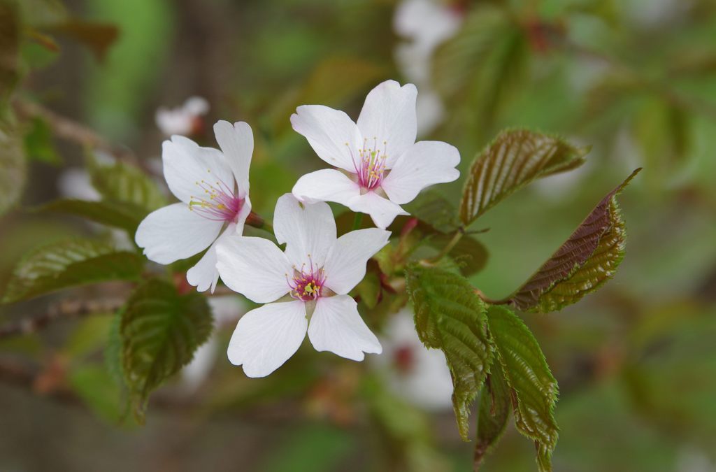 千島桜