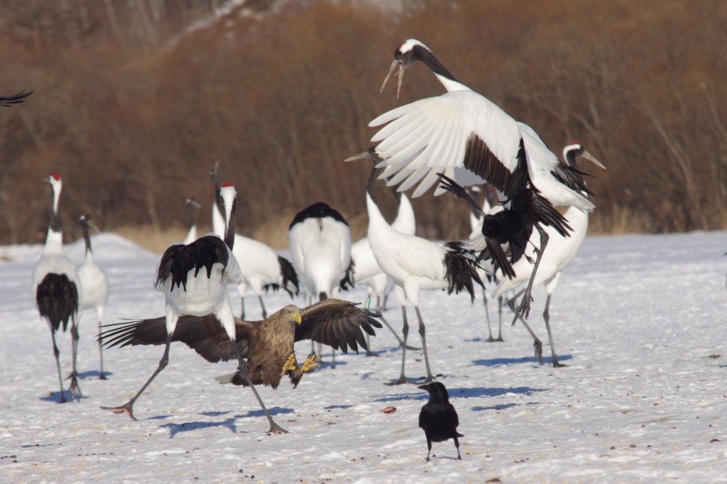 いじわるカラス