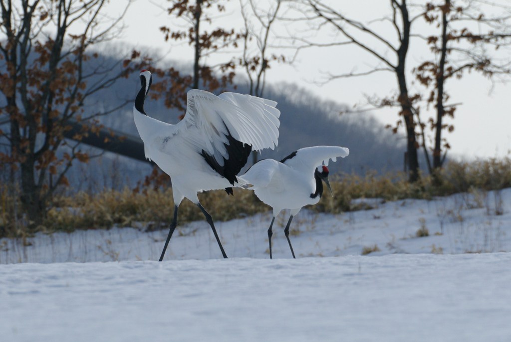 愛のタンゴー２