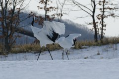 愛のタンゴー２