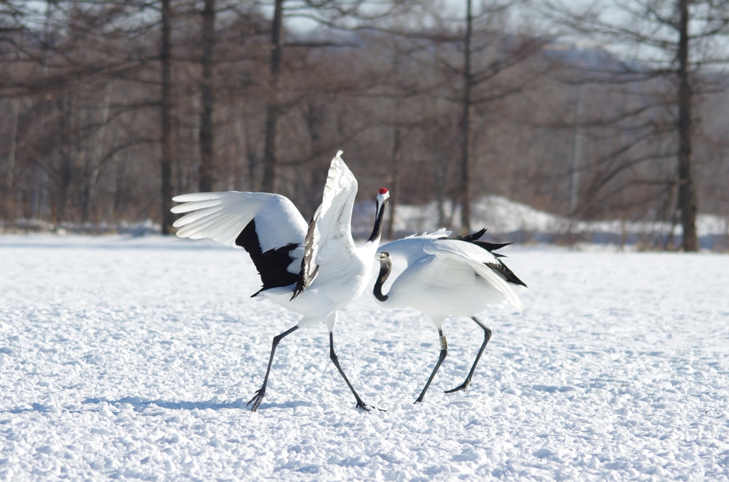 鶴居村の日中　－４