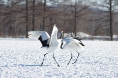 鶴居村の日中　－４