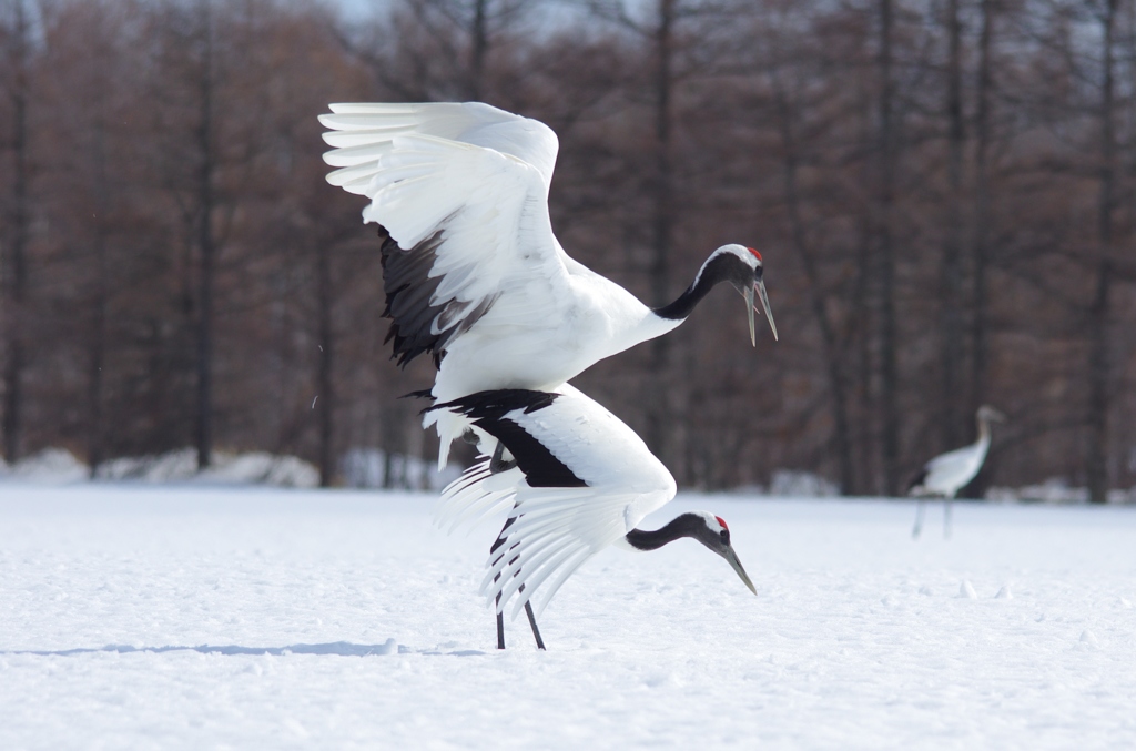 命のつなぎ　－４