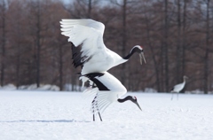 命のつなぎ　－４