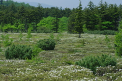 川湯硫黄山