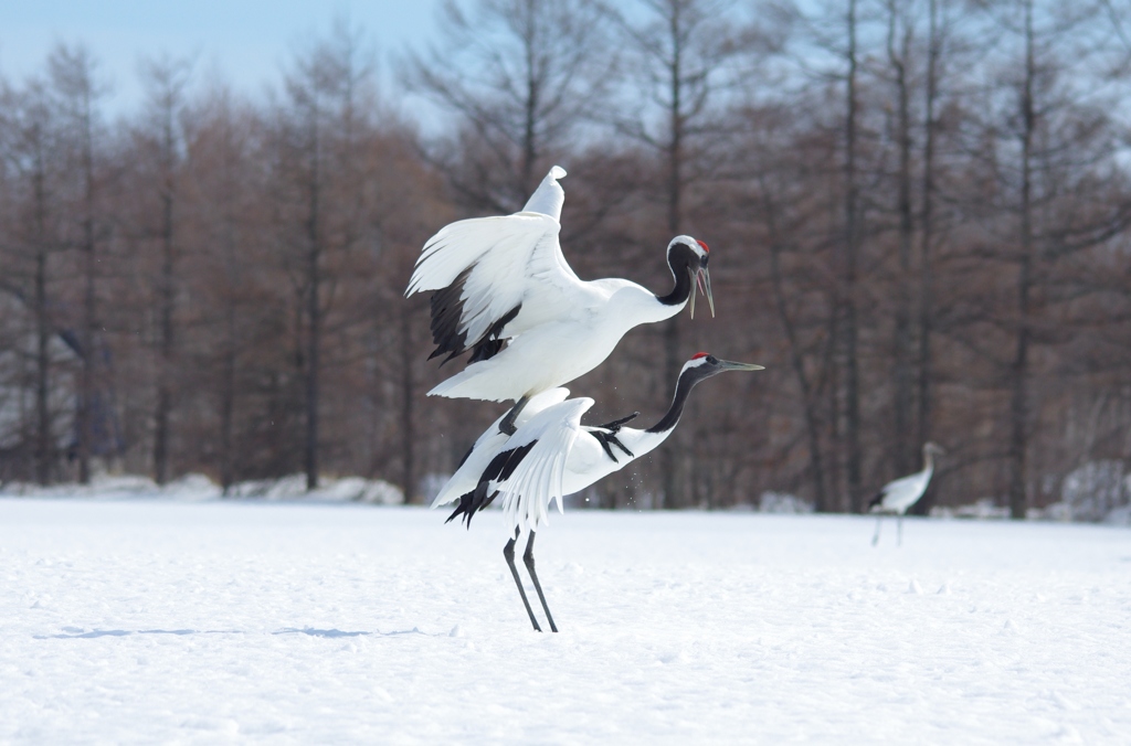 命のつなぎ　－２