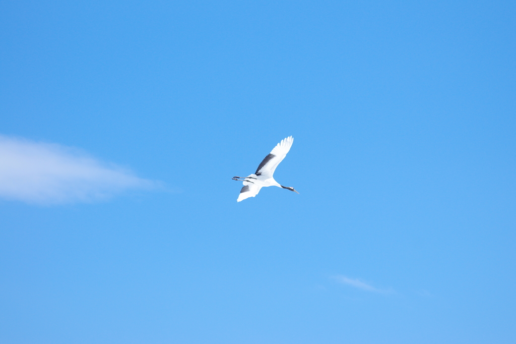 青空とタンチョウ