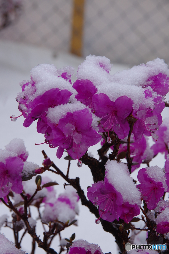 エゾムラサキツツジ