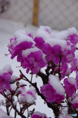 エゾムラサキツツジ