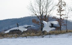 愛のタンゴー１２