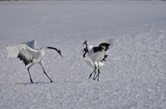 俺も入れてくれ