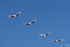 青い空