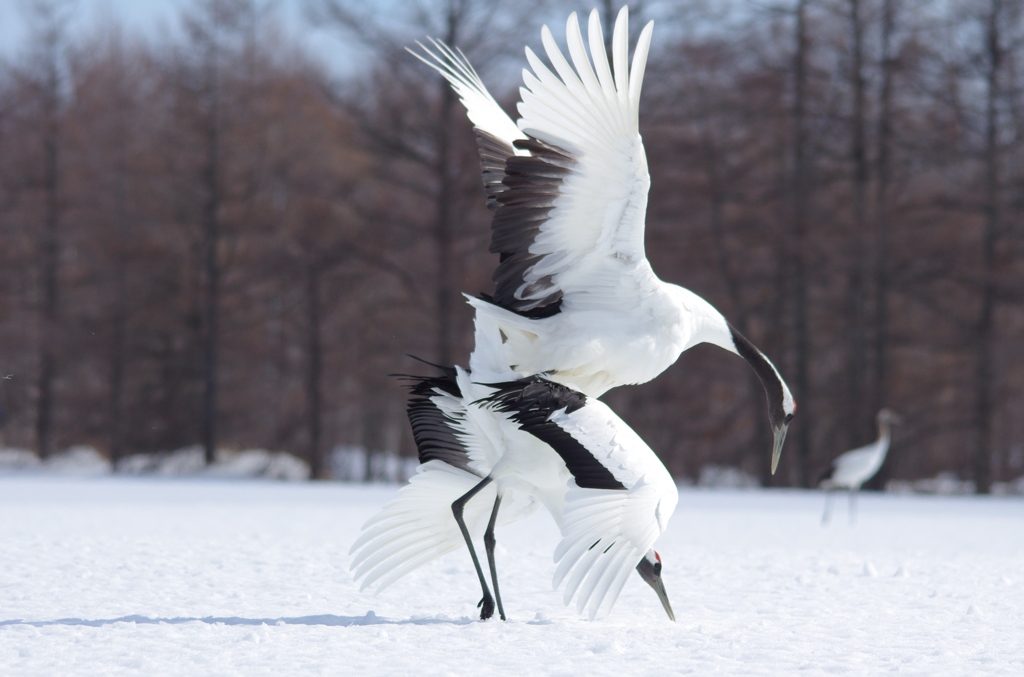 命のつなぎ　－５