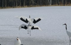 春