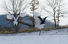 愛のタンゴー１０