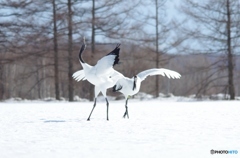 雪原の舞い　－２