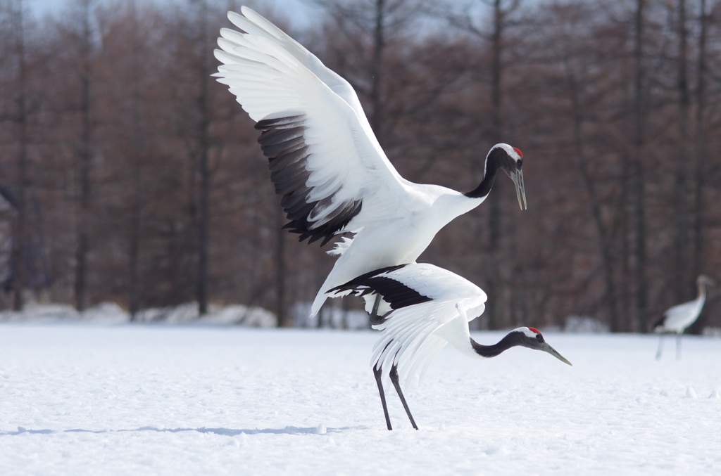 命のつなぎ　－３