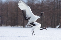 命のつなぎ　－３