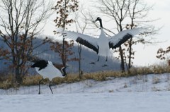 愛のタンゴー９