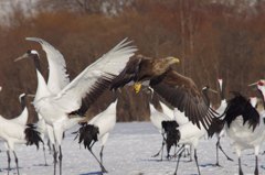 タンチョウとオジロ