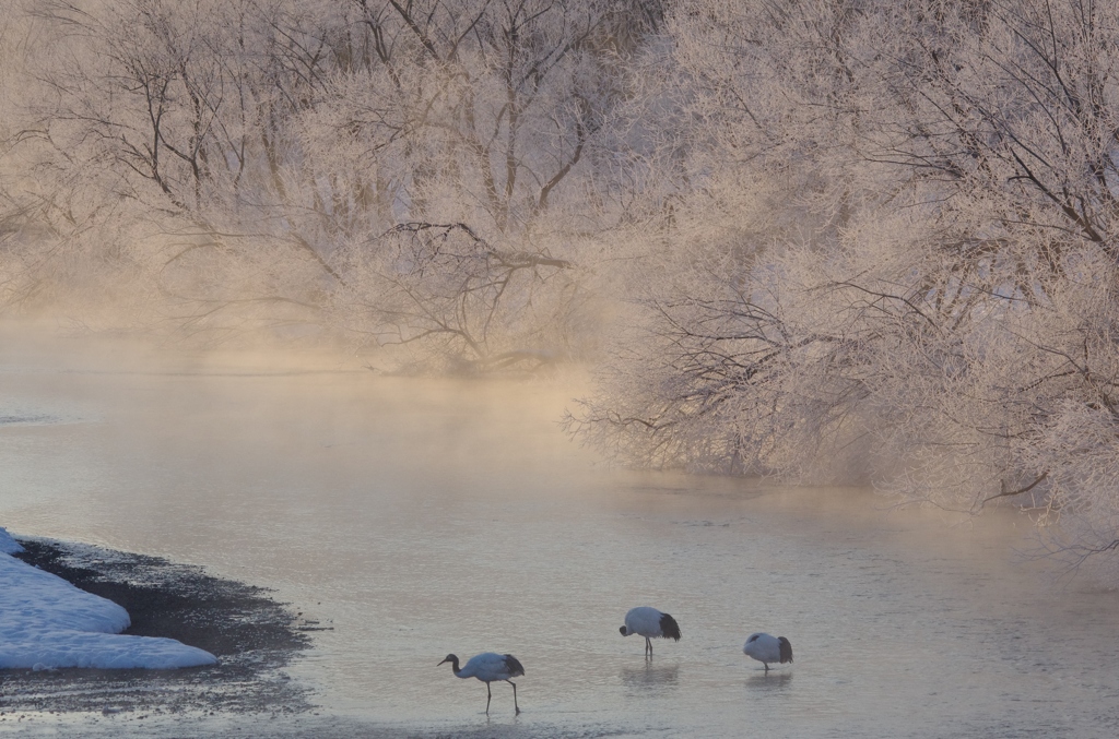 鶴居村の朝ー６