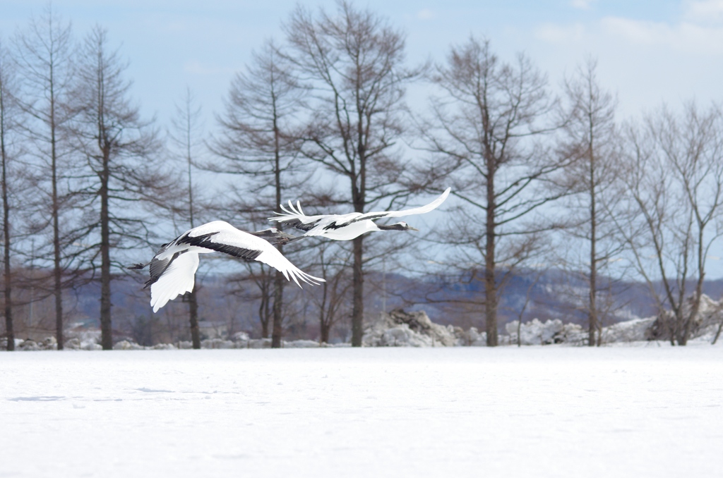 飛び立ち　－４