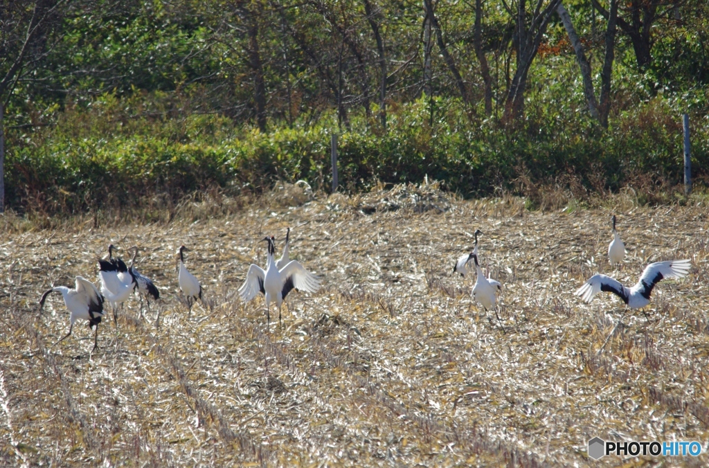 コーン畑のにぎわい　－３