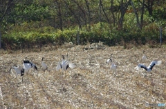 コーン畑のにぎわい　－３