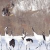 オジロとタンチョウ
