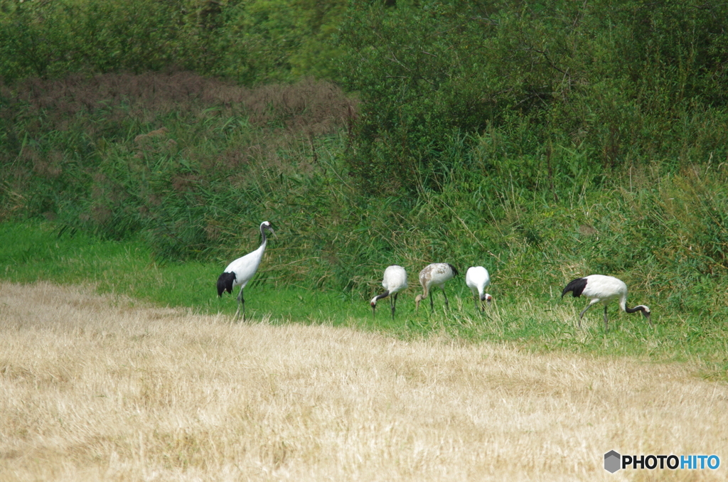 牧草地の片隅で