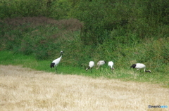 牧草地の片隅で