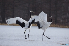 踊るタンチョウー３