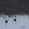 雪中