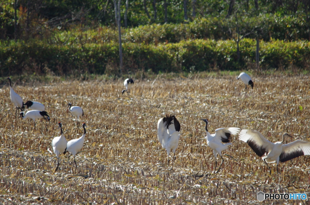 コーン畑のにぎわい　－１