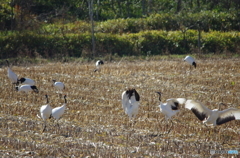 コーン畑のにぎわい　－１