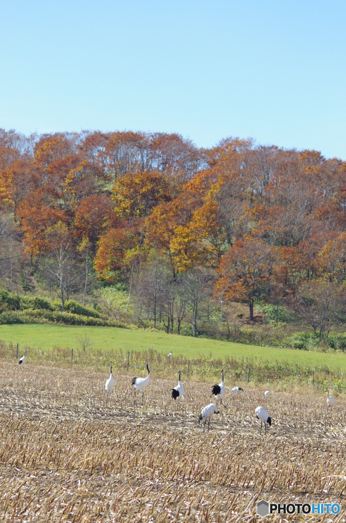鶴居村の秋　－６