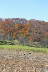 鶴居村の秋　－６