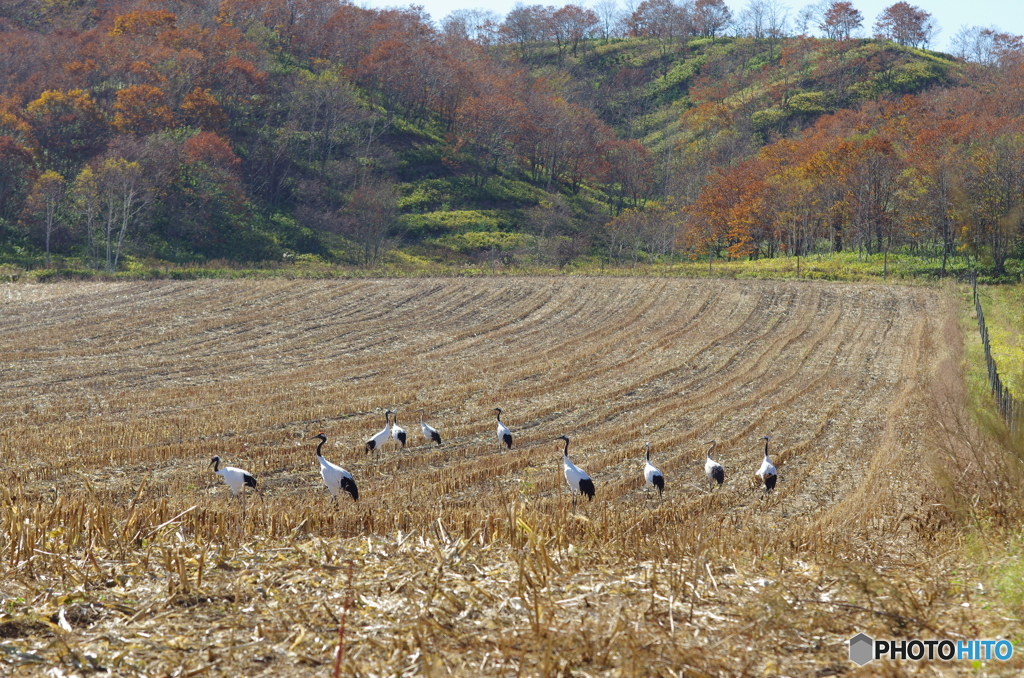 鶴居村の秋　－２