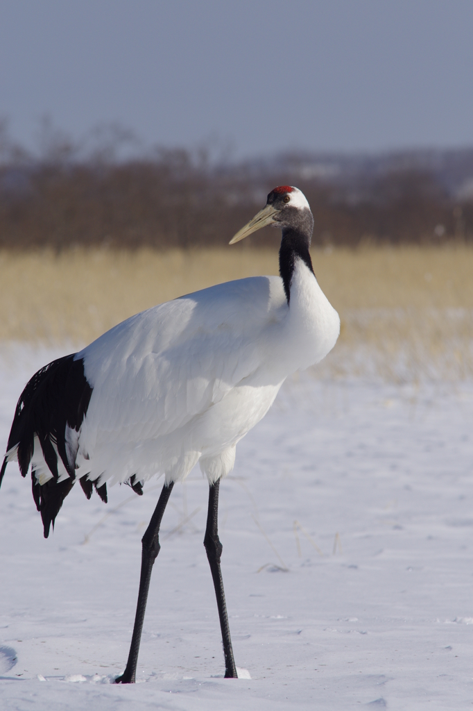 サルルンカムイ