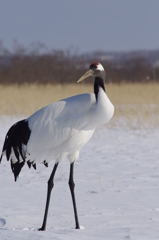 サルルンカムイ