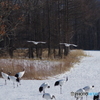 鶴居村