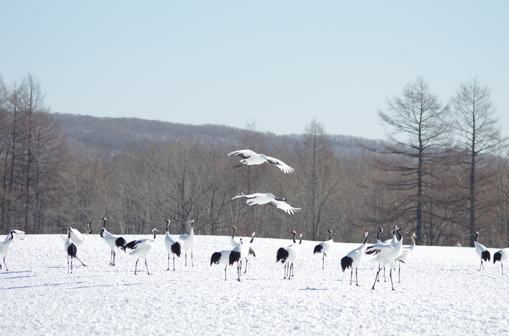 鶴居村の日中　－１
