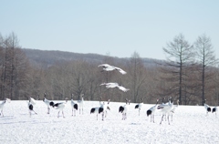 鶴居村の日中　－１
