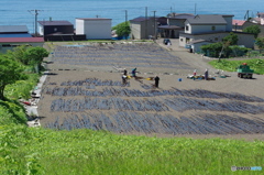 干場